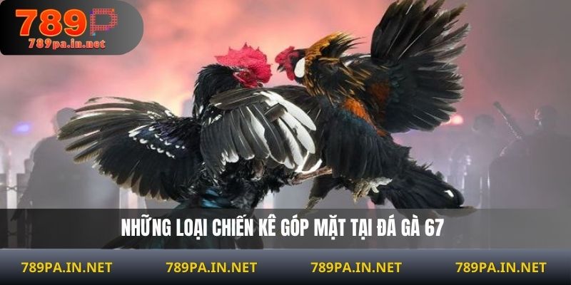 Những loại chiến kê góp mặt tại đá gà 67