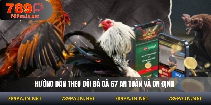 Hướng dẫn theo dõi đá gà 67 an toàn và ổn định