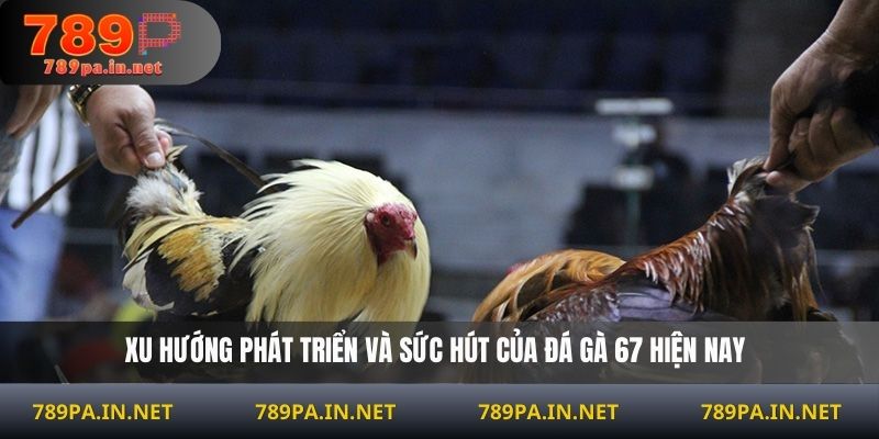 Xu hướng phát triển và sức hút của đá gà 67 hiện nay