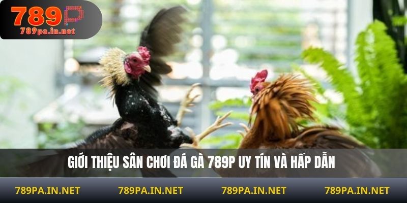 Giới thiệu sân chơi đá gà 789P uy tín và hấp dẫn