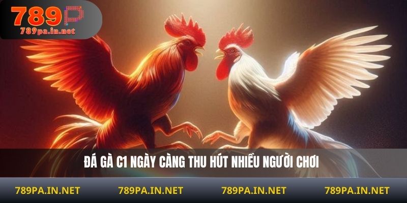 Đá gà C1 ngày càng thu hút nhiều người chơi