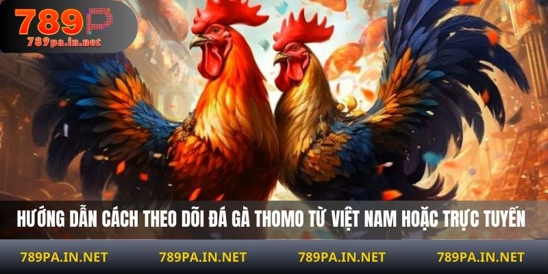 Hướng dẫn cách theo dõi đá gà Thomo từ Việt Nam hoặc trực tuyến